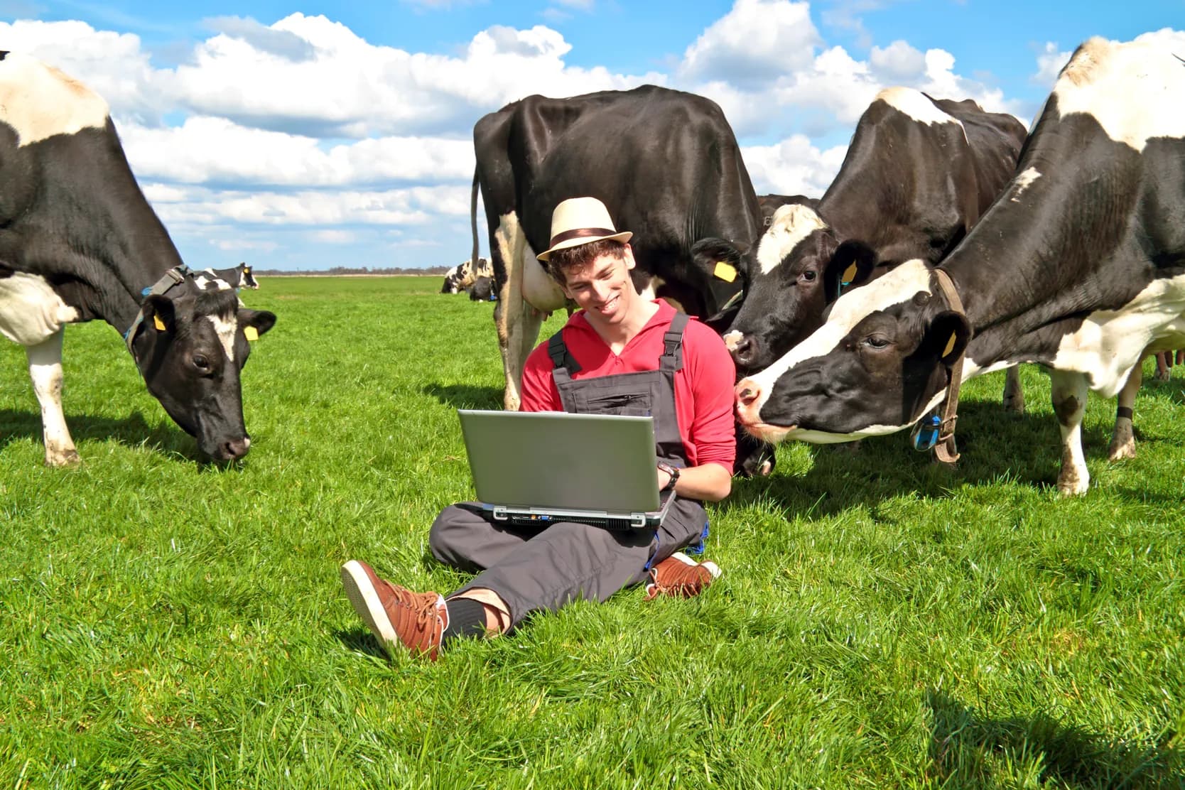 Farmer using a laptop while sitting in green grass surrounded by dairy cows